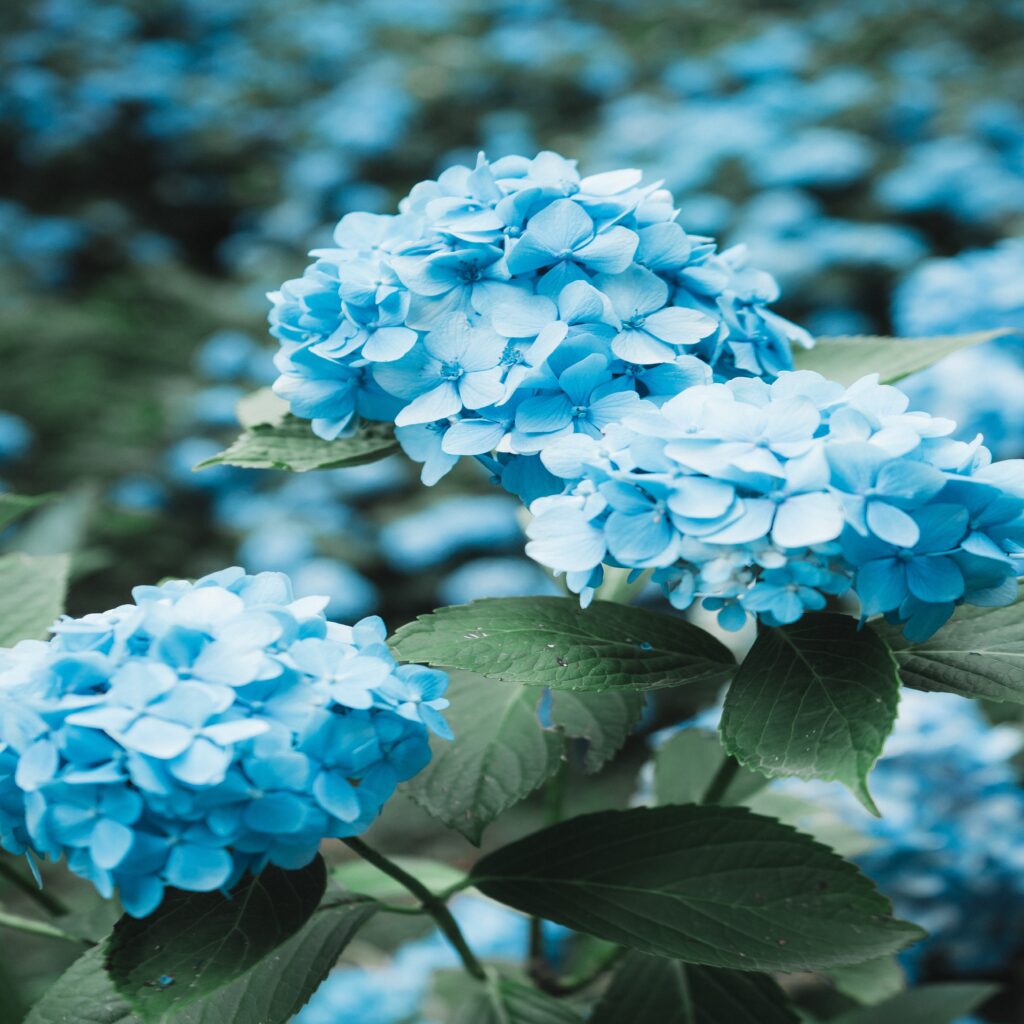 Beautiful, bright blue flowers in a garden. Like a well-kept garden, we can be beautiful and make a mark in the sands of time.