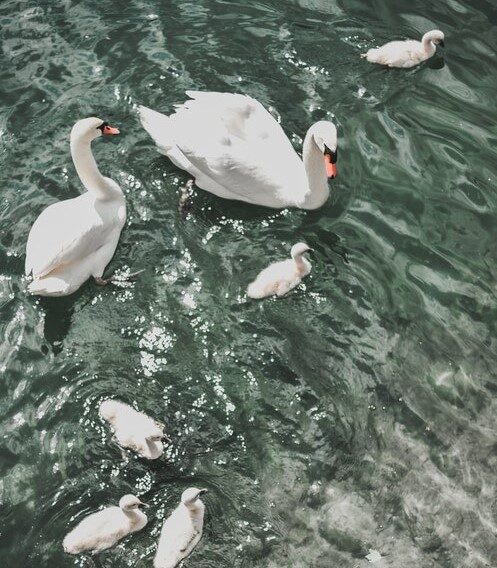 There is a method in the madness and the ugly duckling becomes a beautiful swan.