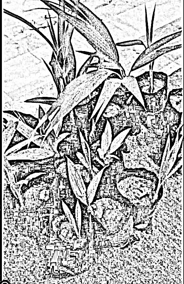 Pencil sketch of growing coconut seedlings.