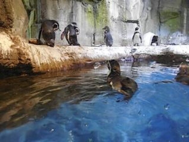 penguins in a mall aquarium.